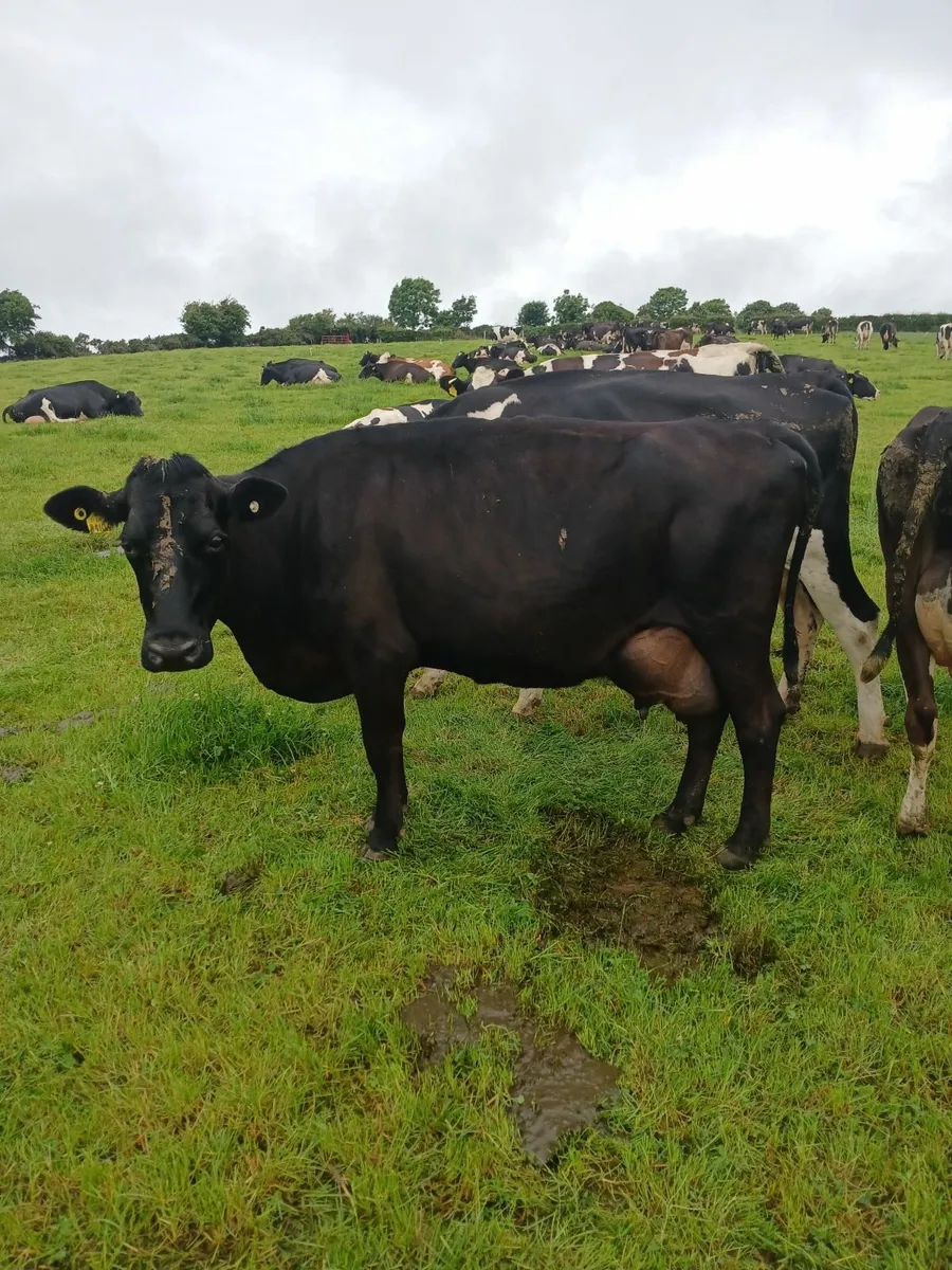 High SCC Cow - Image 1