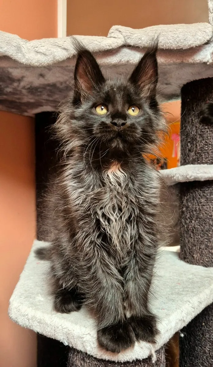 Maine coon male gccf reg - Image 1