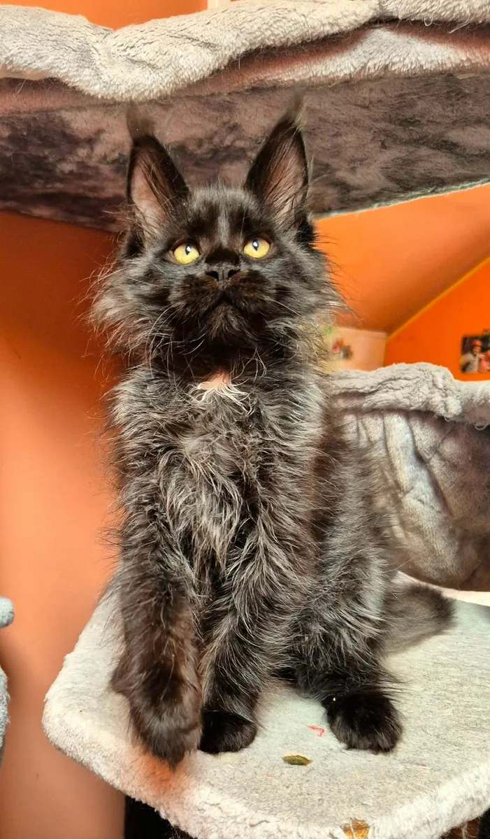 Maine coon male gccf reg - Image 3