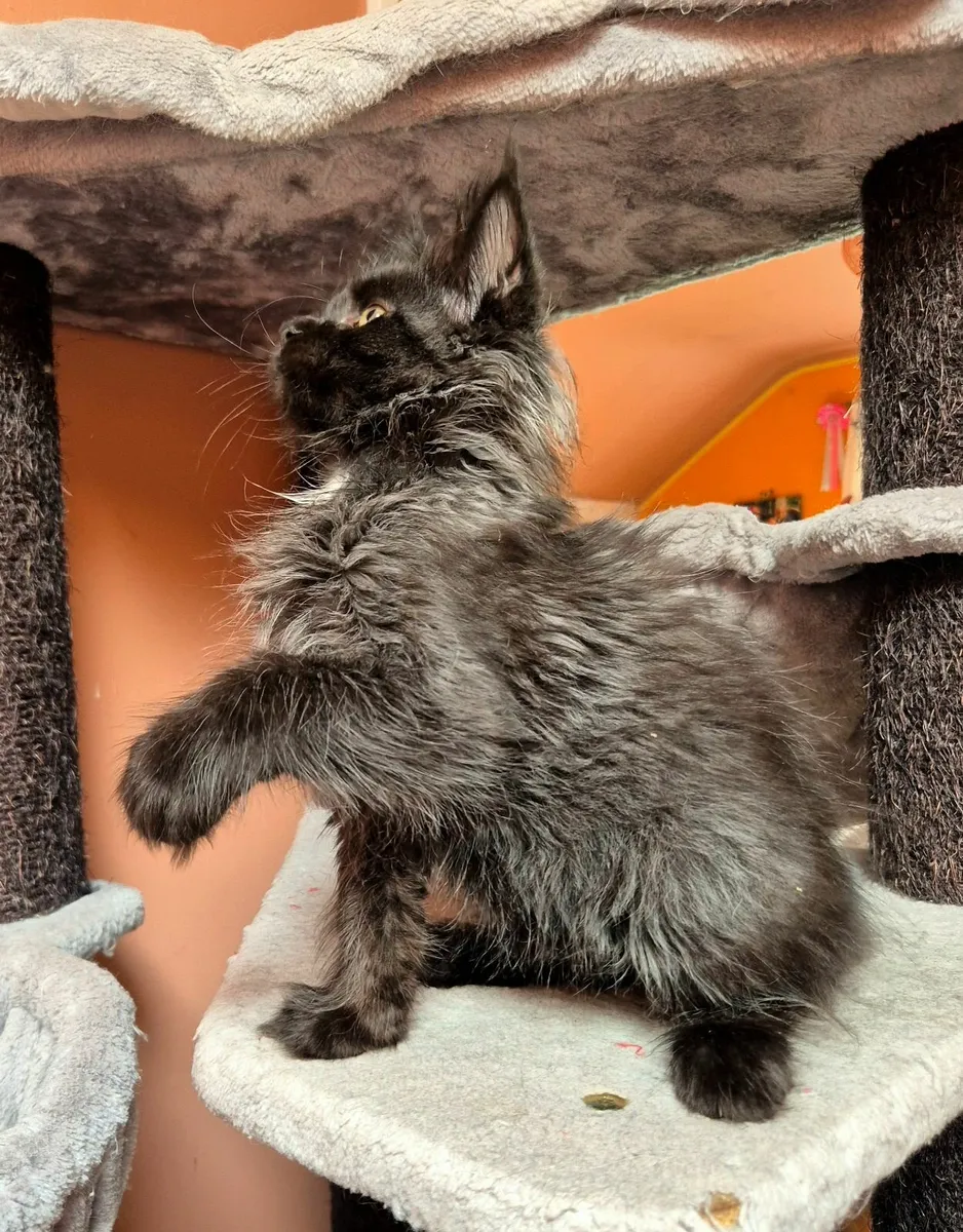Maine coon male gccf reg - Image 4