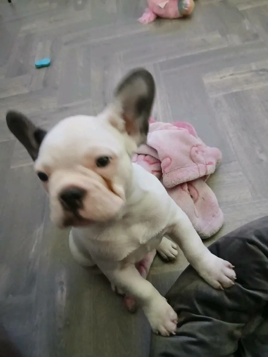 Frenchie - Image 2