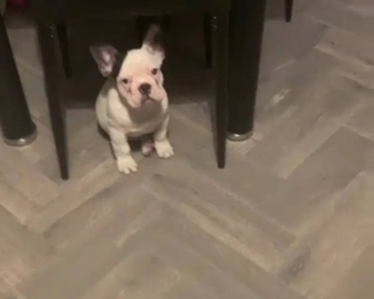 Frenchie - Image 3