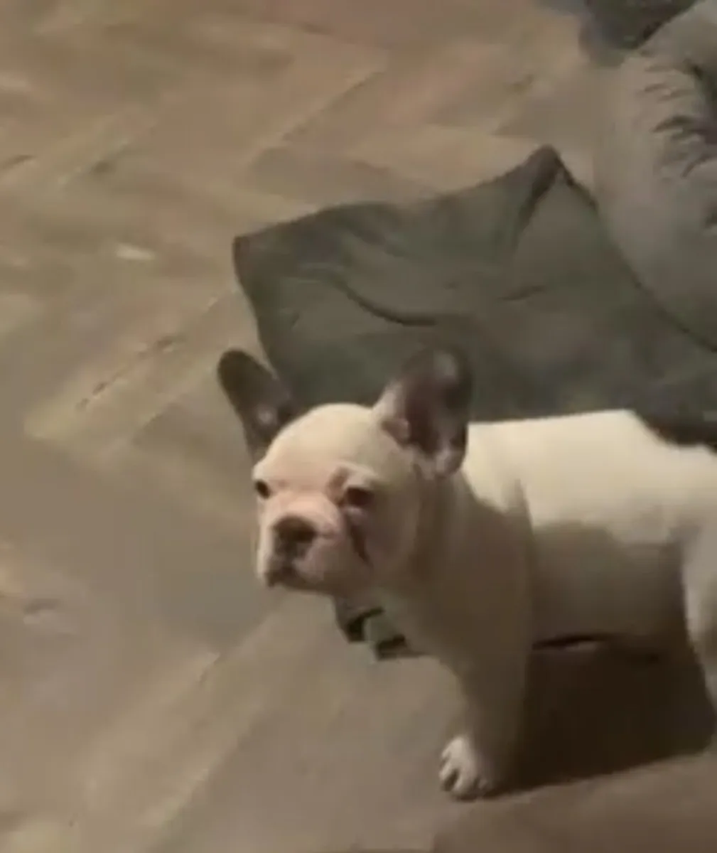 Frenchie - Image 4