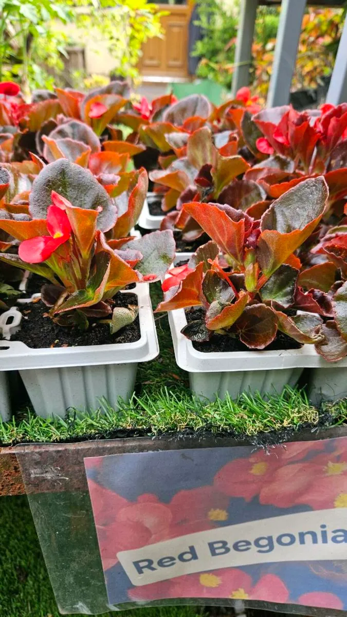 Summer Bedding, Basket Plants - Image 4