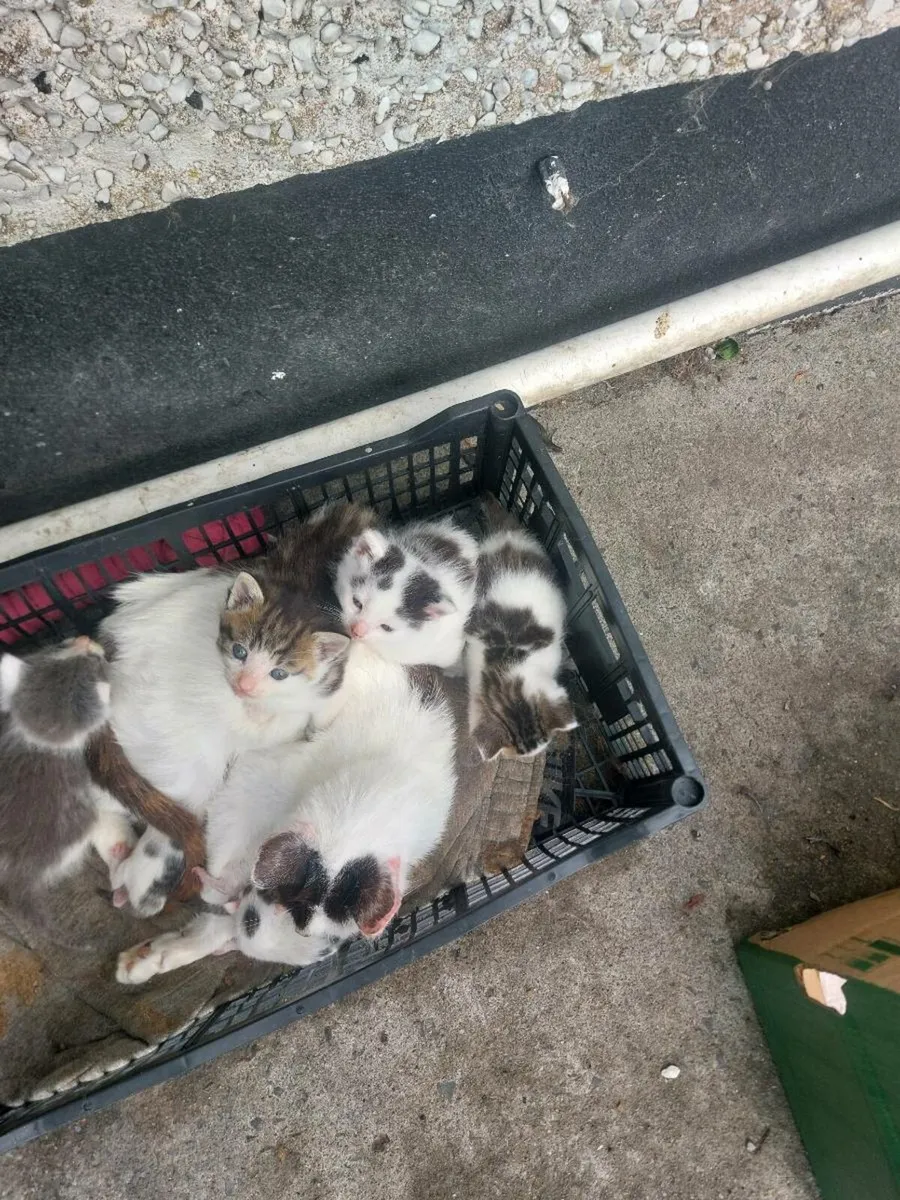 Kittens - Image 1