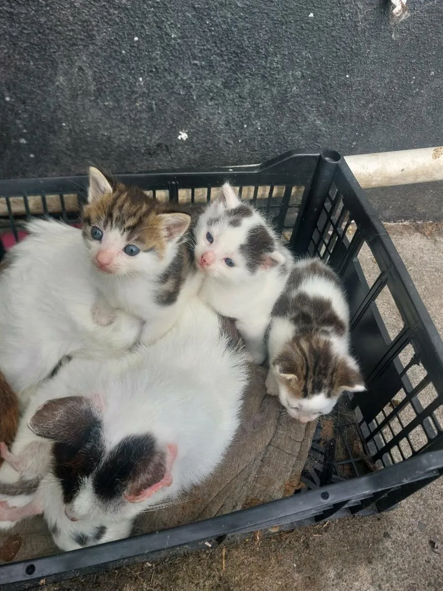 Kittens - Image 2