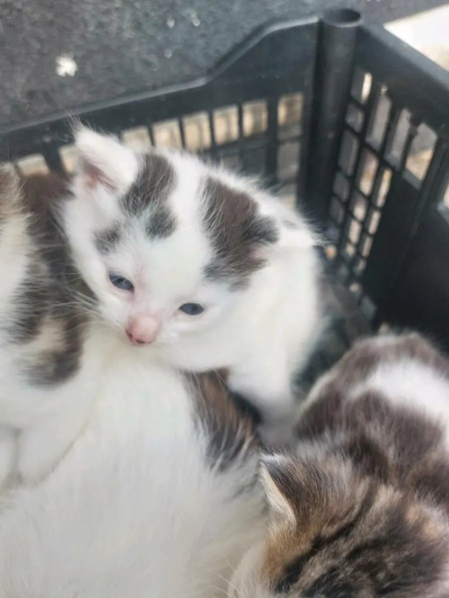 Kittens - Image 3