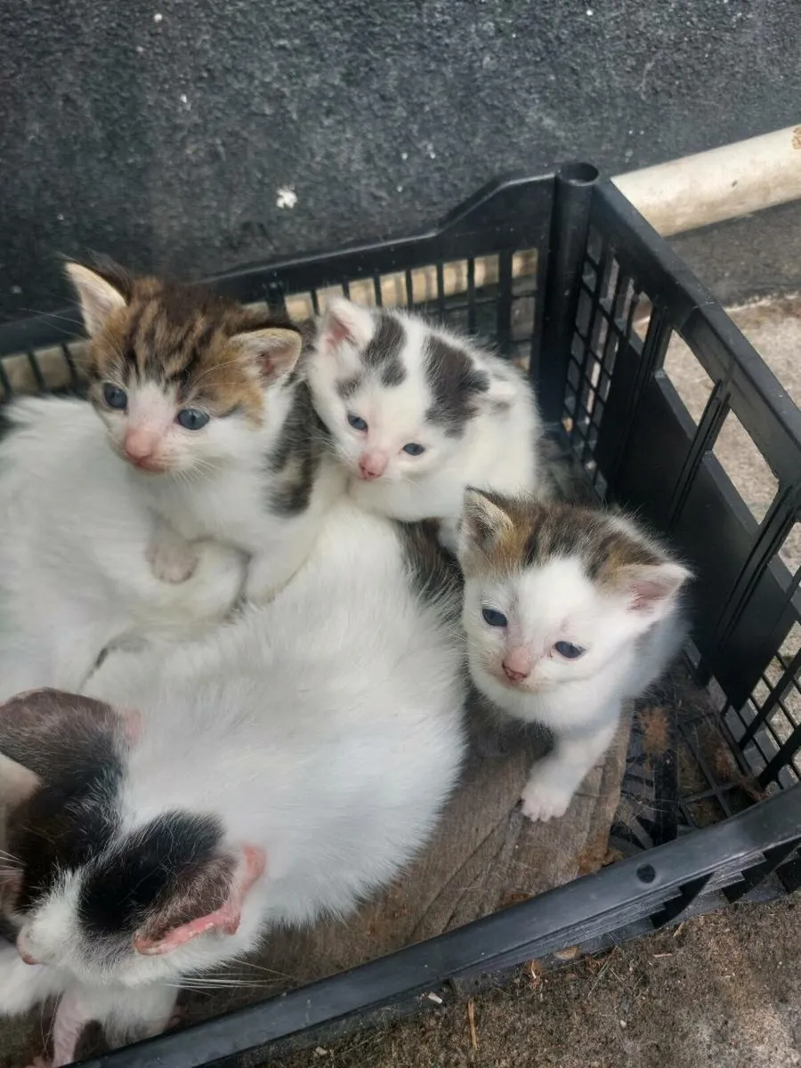 Kittens - Image 4