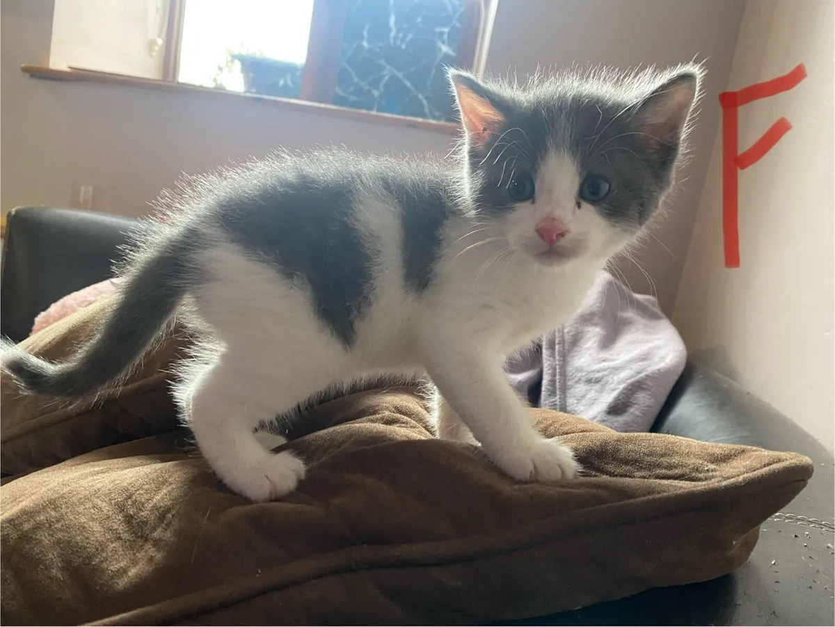 Beautiful Maine coon kittens - Image 1