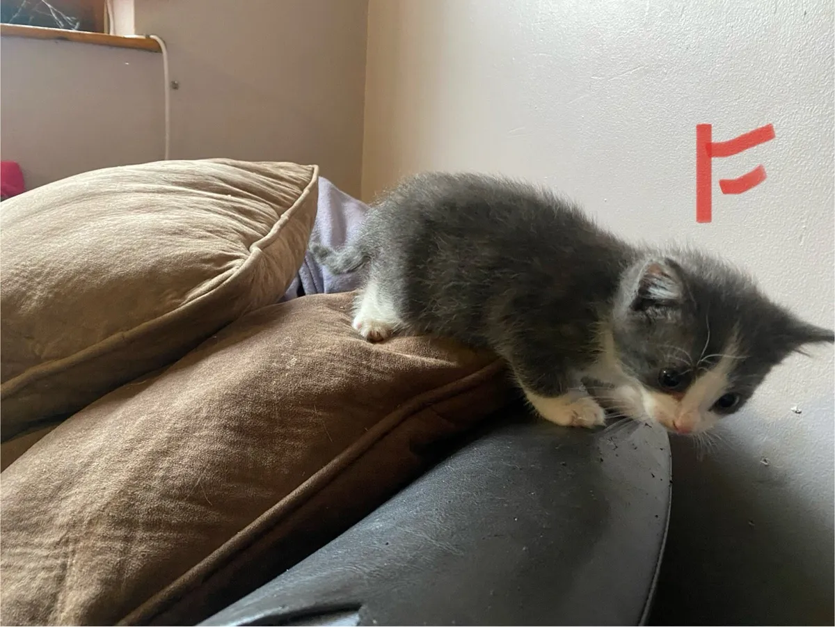 Beautiful Maine coon kittens - Image 3