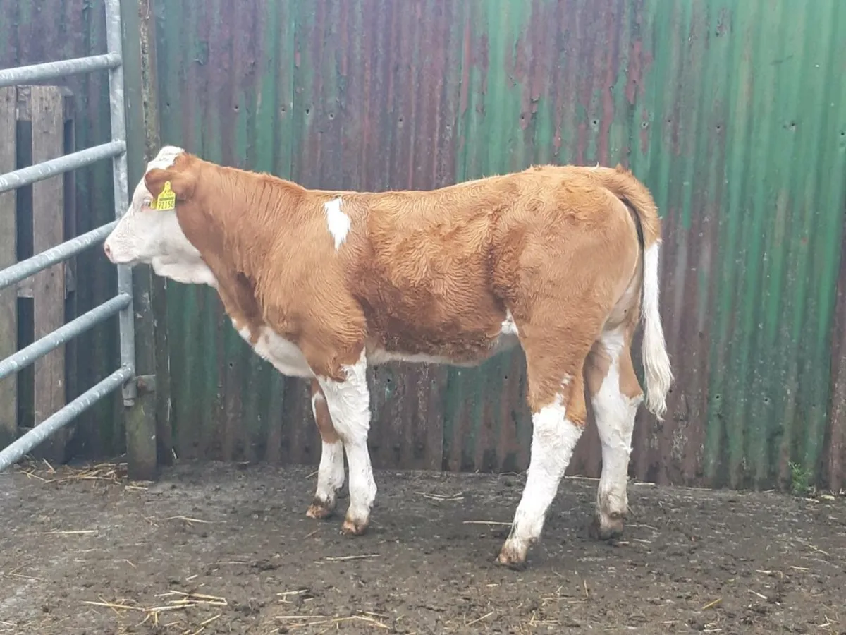 SUPER LIMOUSINE 4⭐ 2CALVED - Image 2