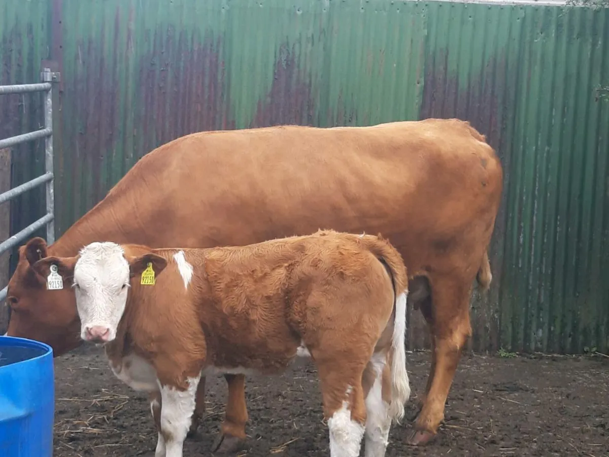 SUPER LIMOUSINE 4⭐ 2CALVED - Image 3