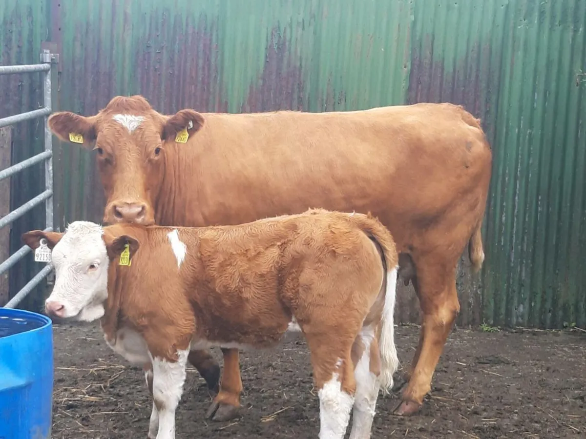 SUPER LIMOUSINE 4⭐ 2CALVED - Image 4