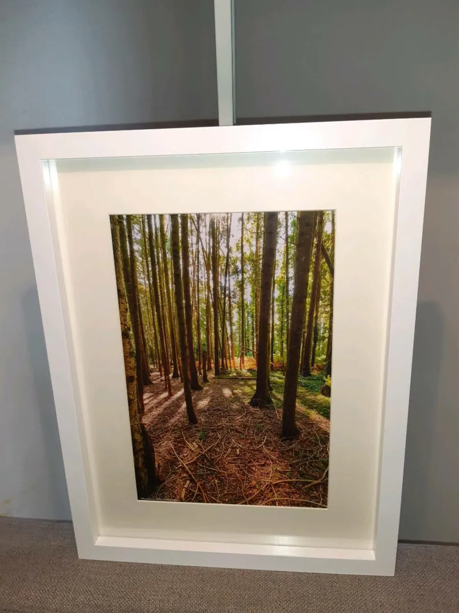 Ballyannan Woods, Midleton - Image 2