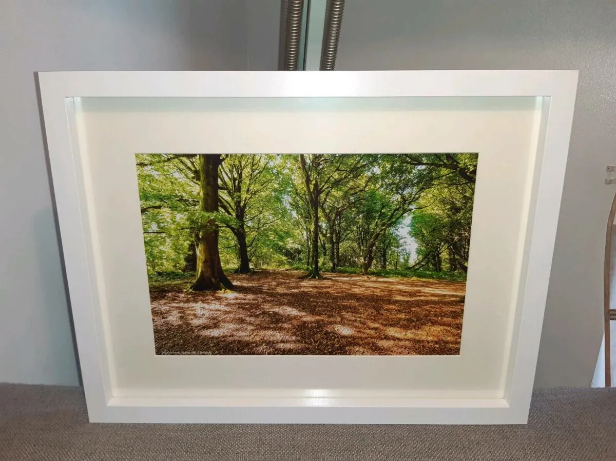 Ballyannan Woods, Midleton - Image 1