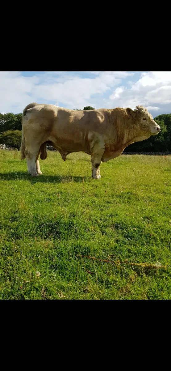Pedigree Charolais Bulls for sale - Image 4