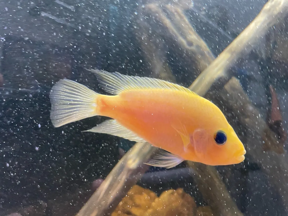 American Cichlids - Image 1