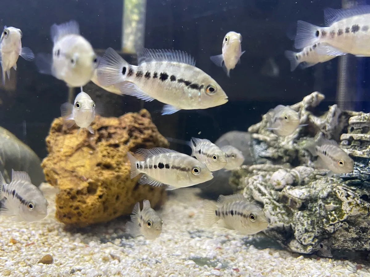 American Cichlids - Image 2