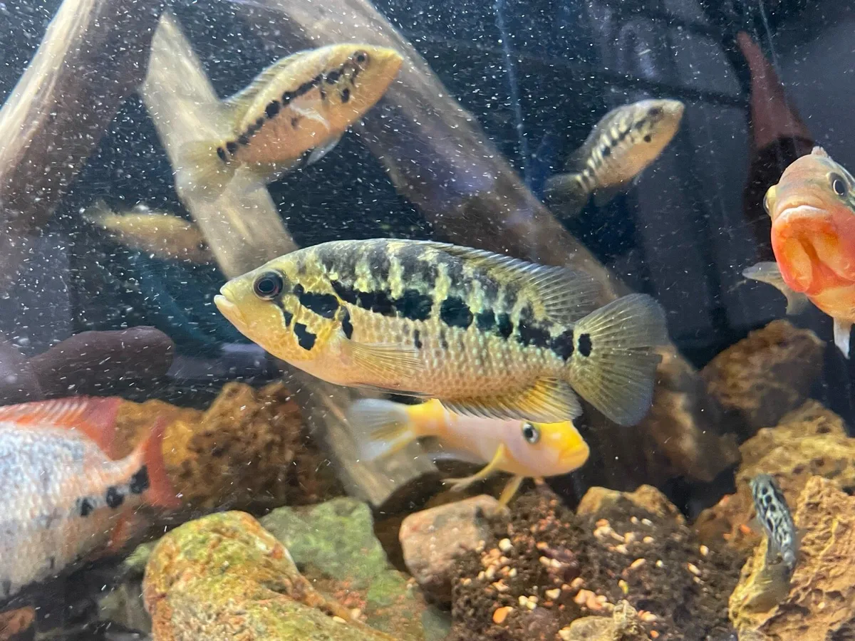 American Cichlids - Image 3