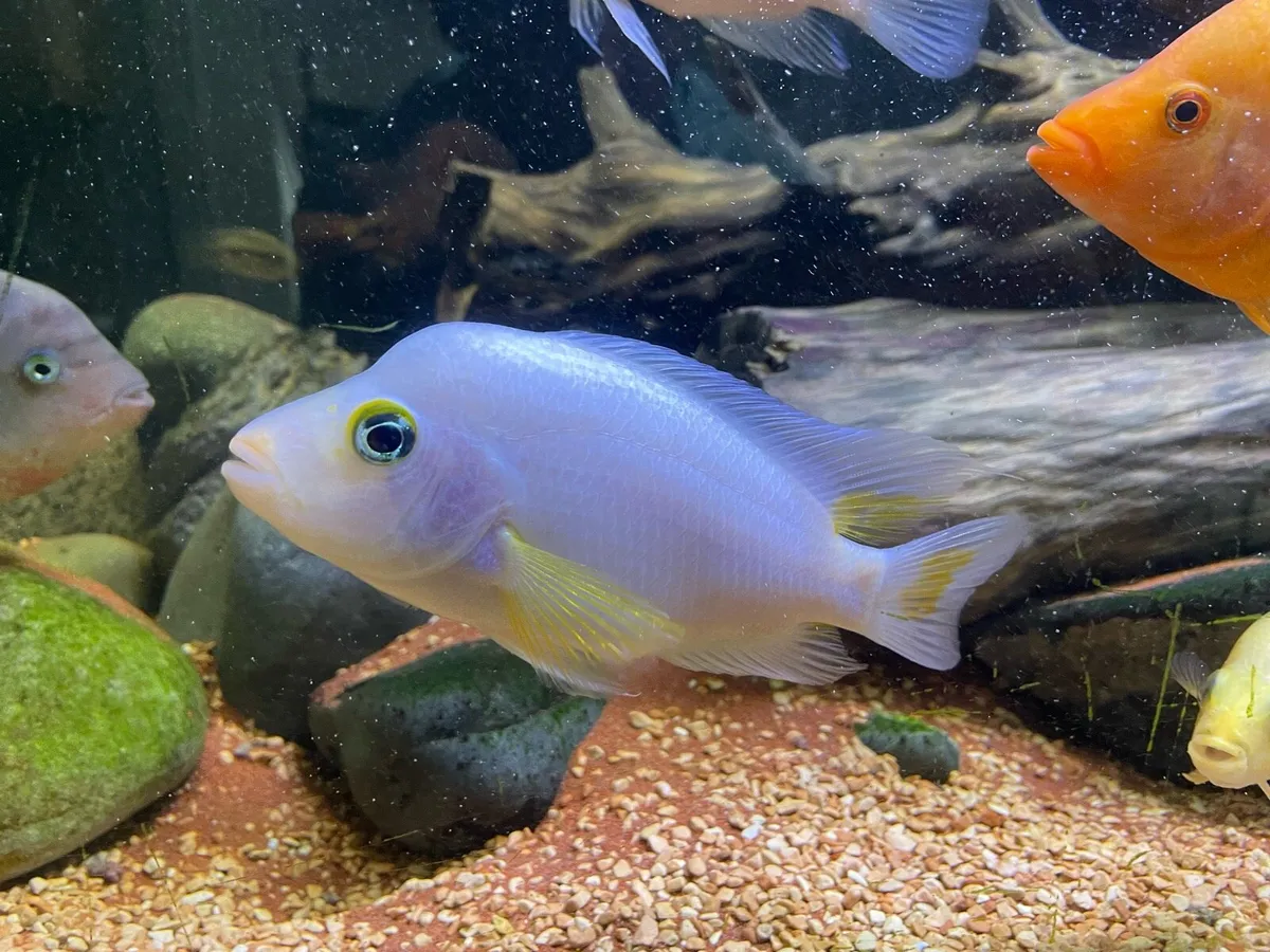 American Cichlids - Image 4