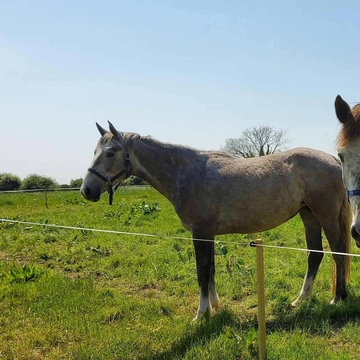 RID Draught Filly - Image 2
