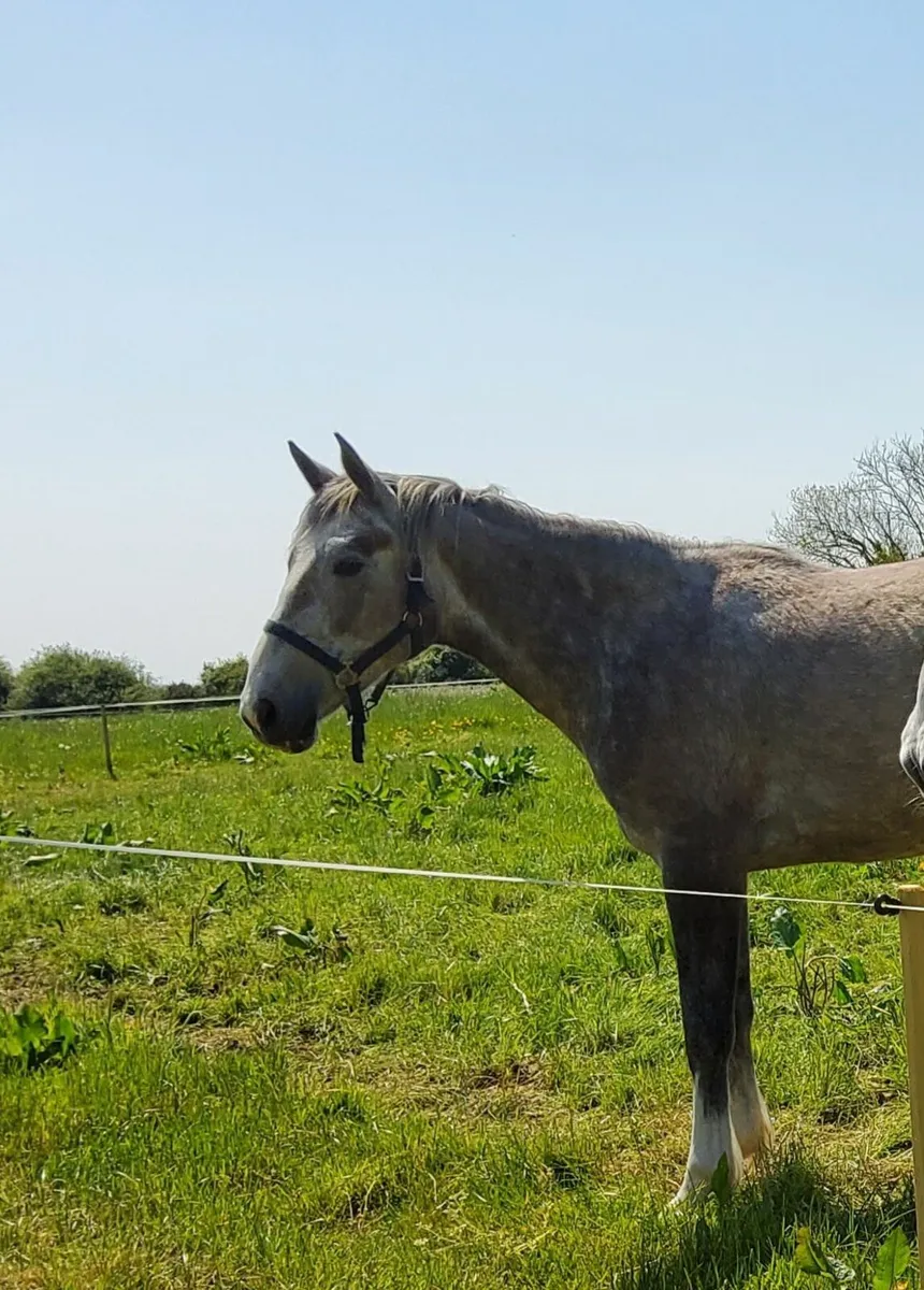 RID Draught Filly - Image 1