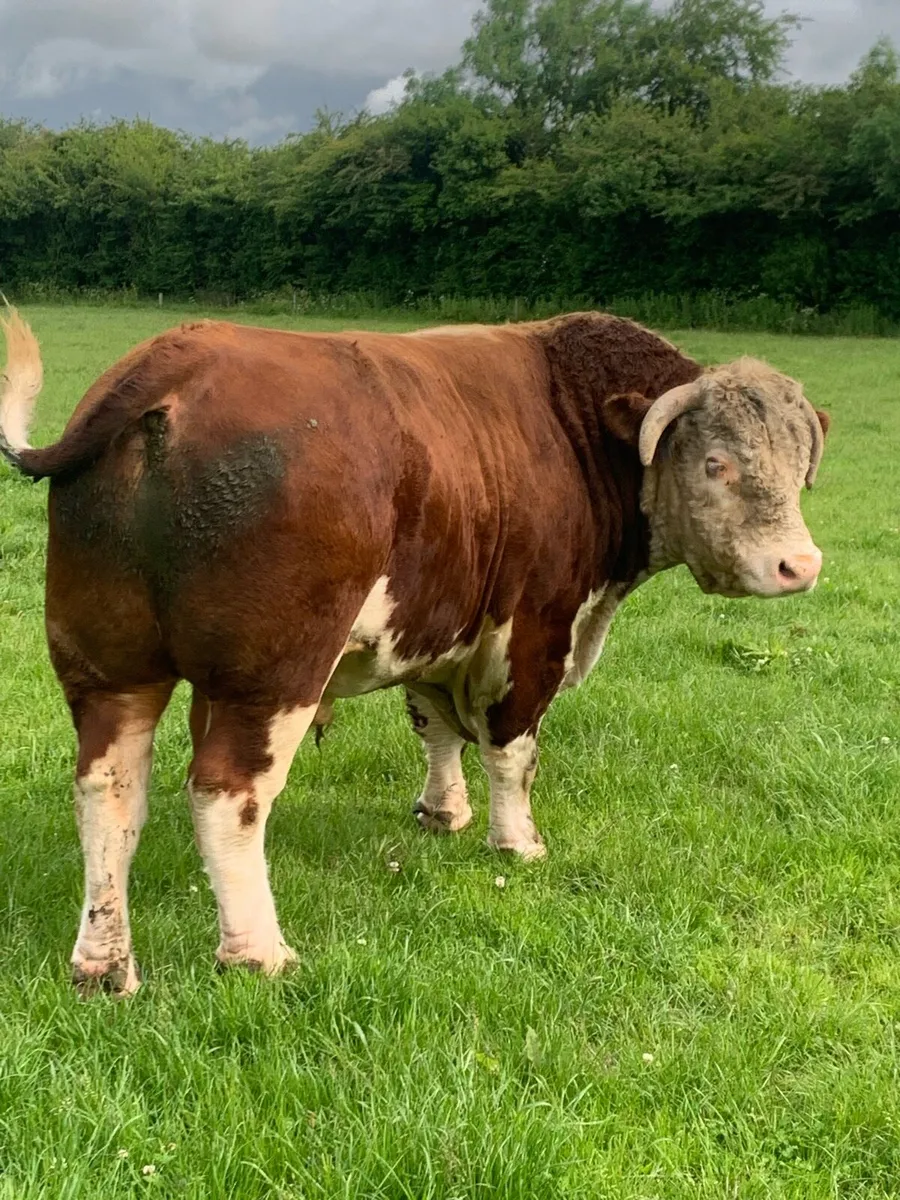 Pr Hereford bull - Image 1