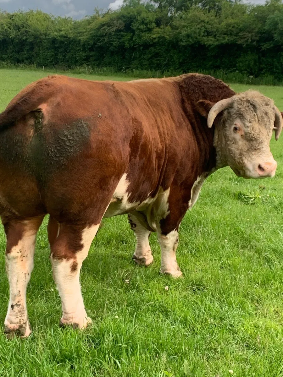 Pr Hereford bull - Image 3