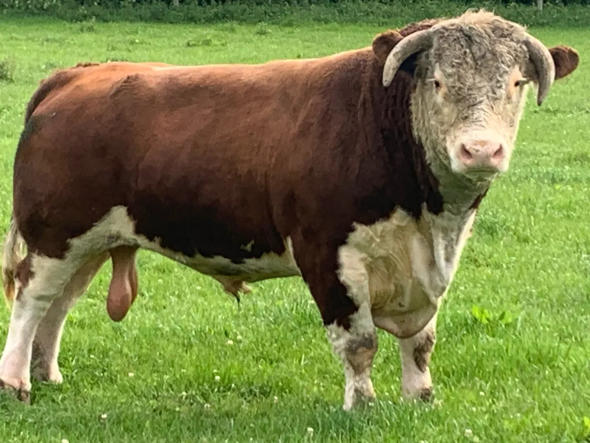 Pr Hereford bull - Image 4