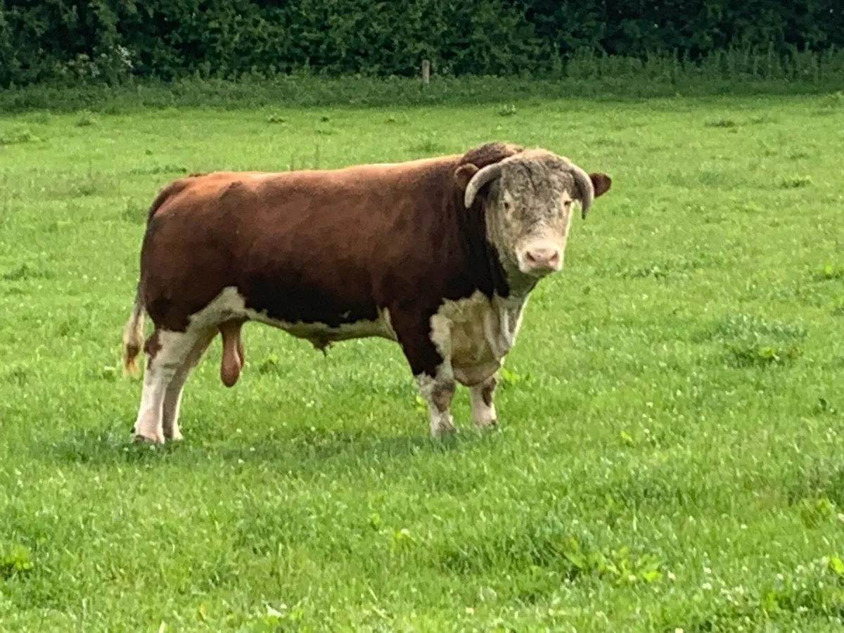 Pr Hereford bull - Image 2
