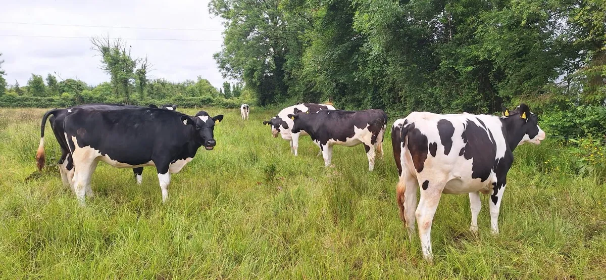 10 incalf holsteins heifers - Image 2