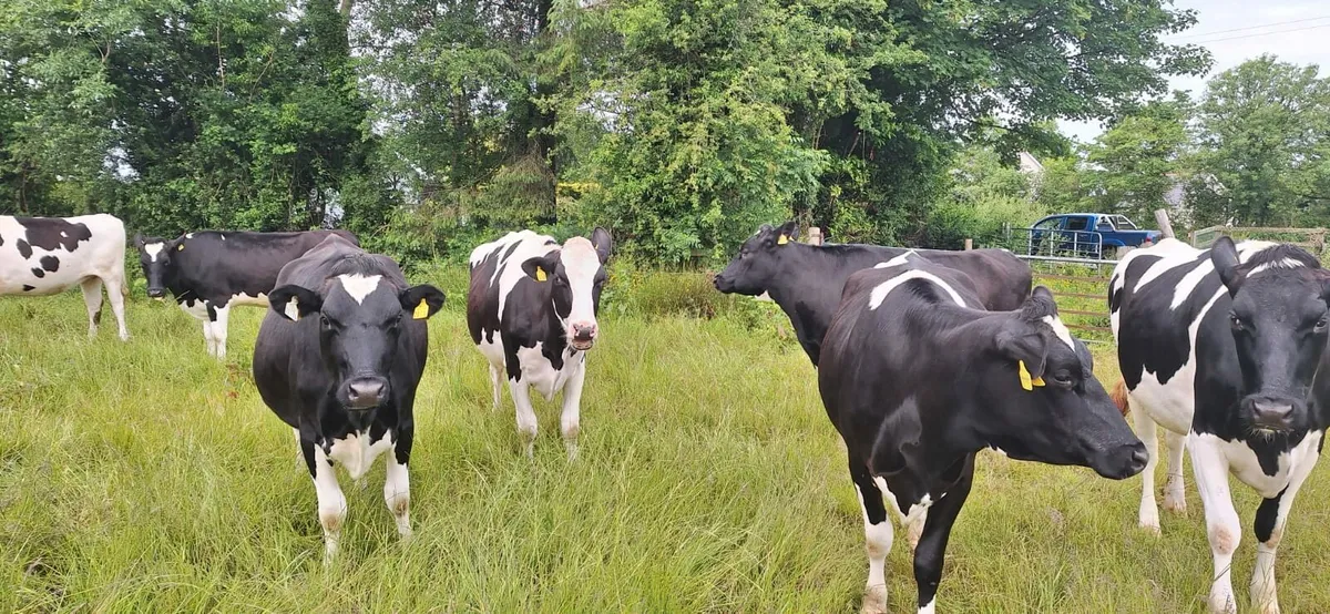 10 incalf holsteins heifers - Image 3