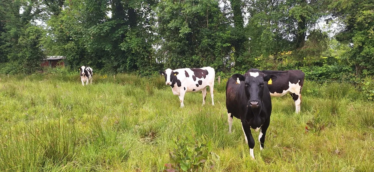 10 incalf holsteins heifers - Image 4
