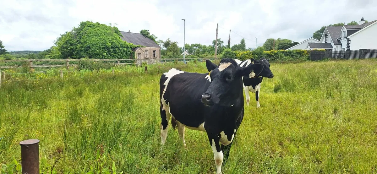 10 incalf holsteins heifers - Image 1
