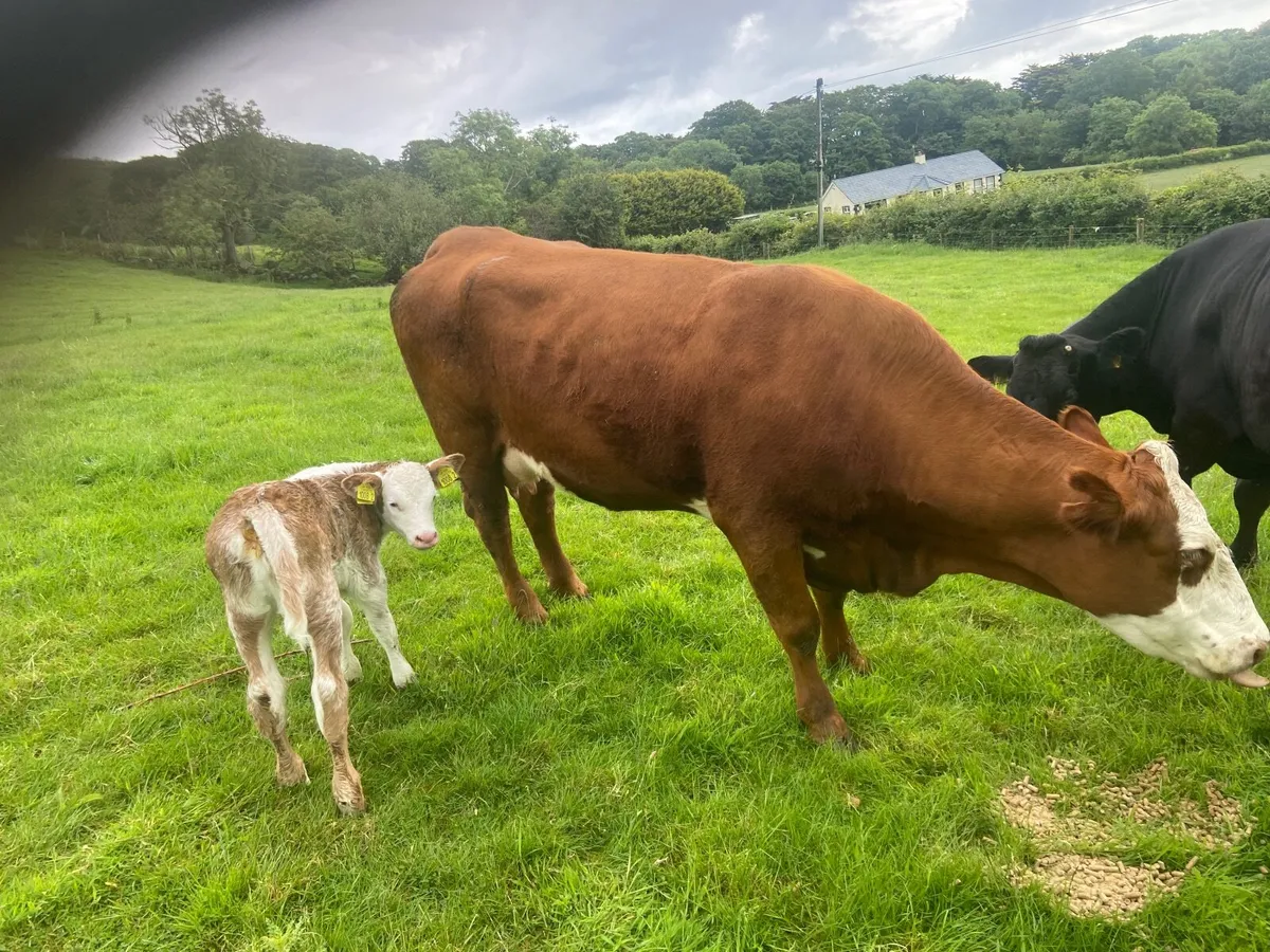 Cow - Image 1