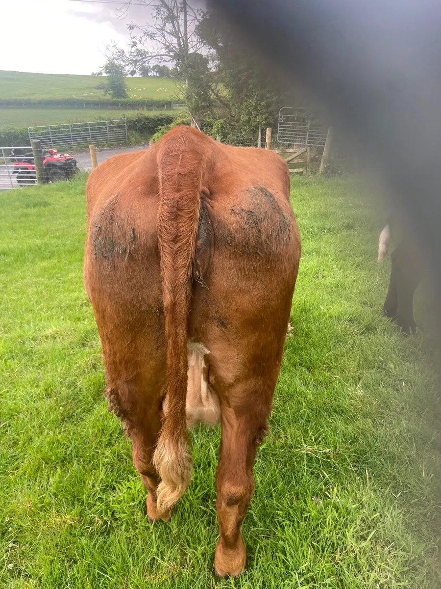 Cow - Image 2