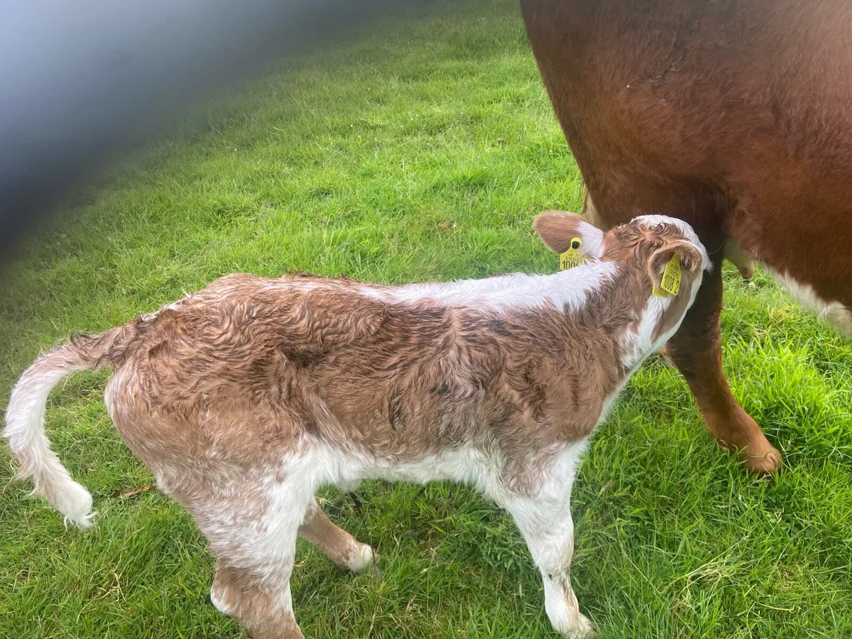 Cow - Image 3