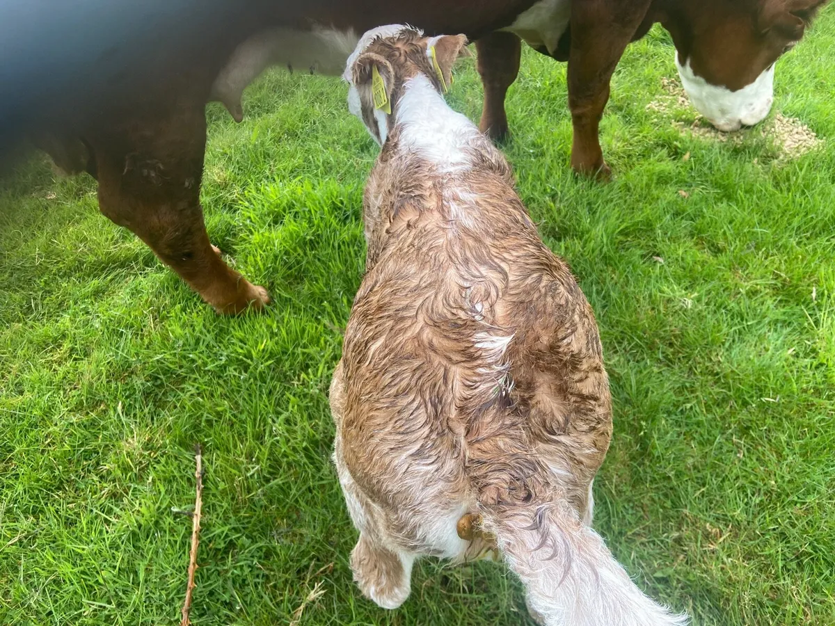 Cow - Image 4