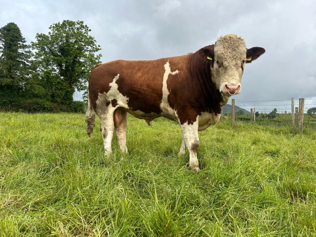 Simmental Bull - Image 1