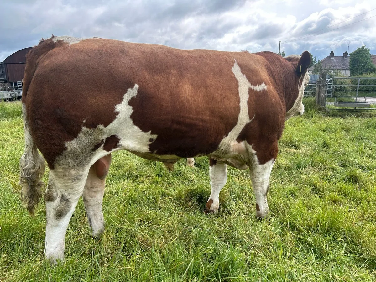 Simmental Bull - Image 2