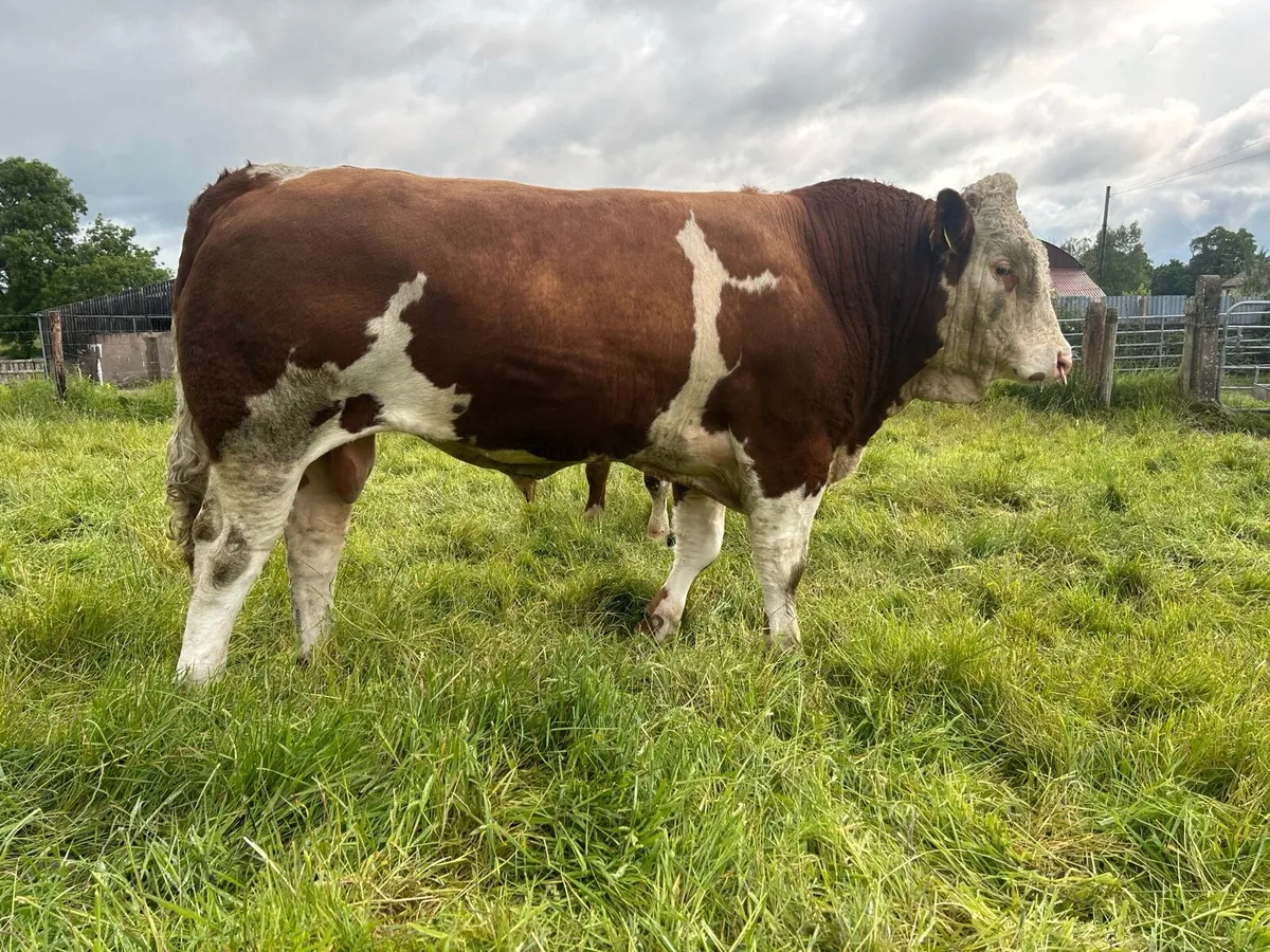 Simmental Bull - Image 3