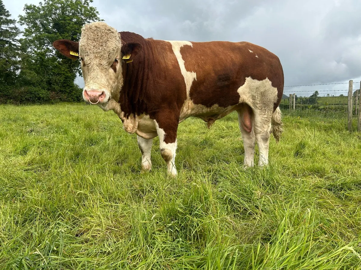 Simmental Bull - Image 4