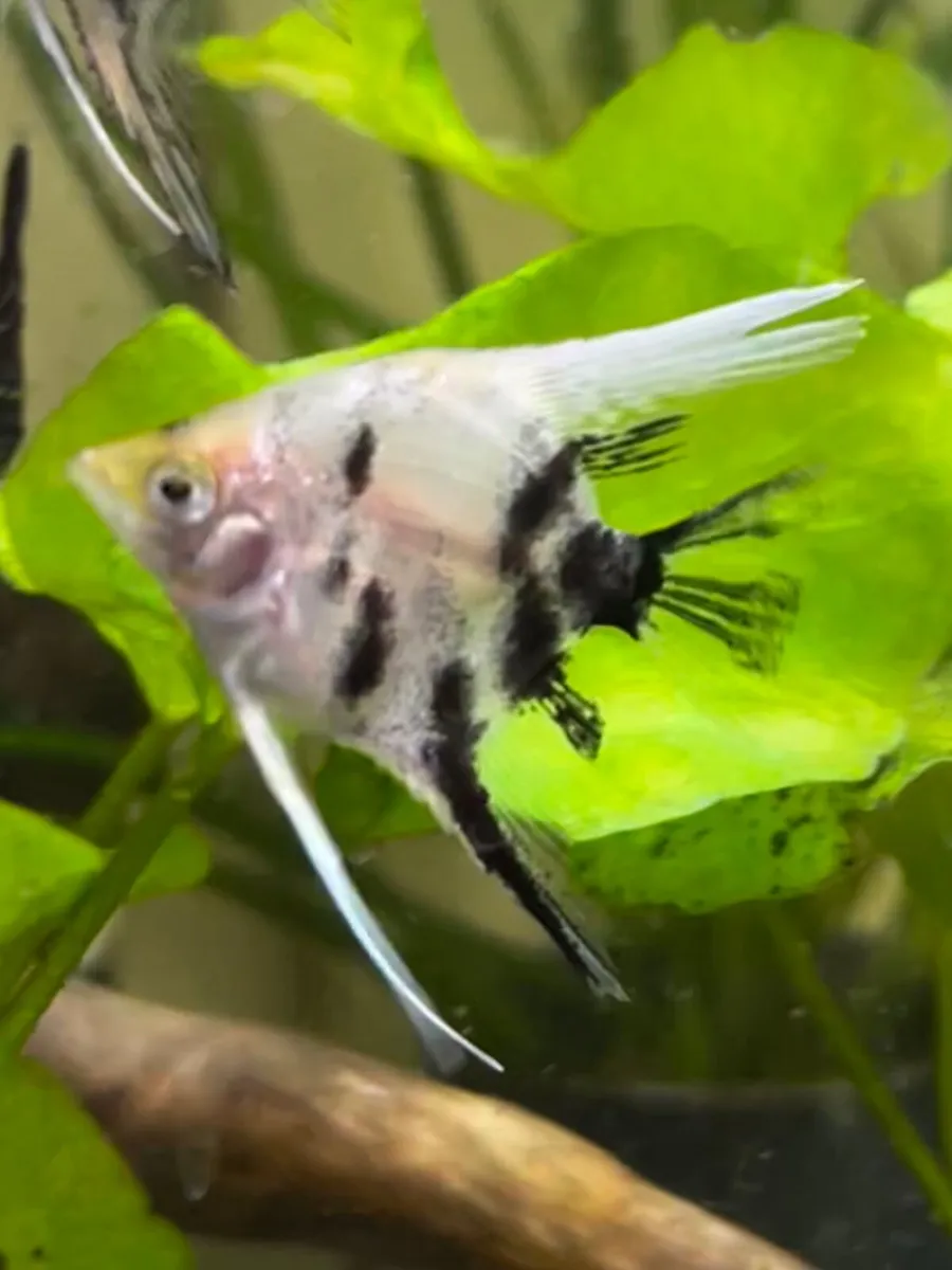 Angelfish - Image 2