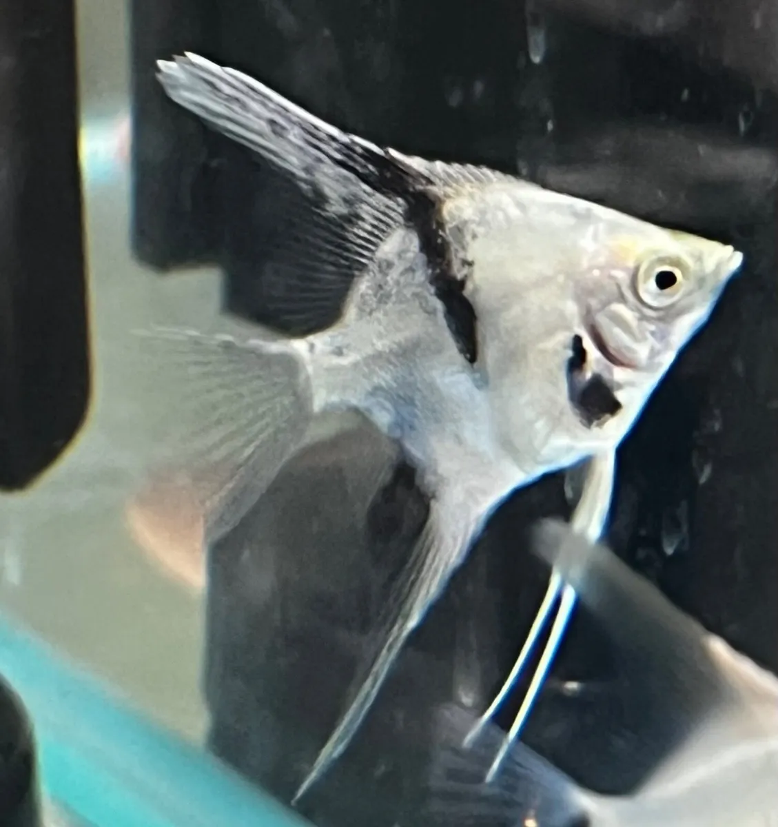 Angelfish - Image 1