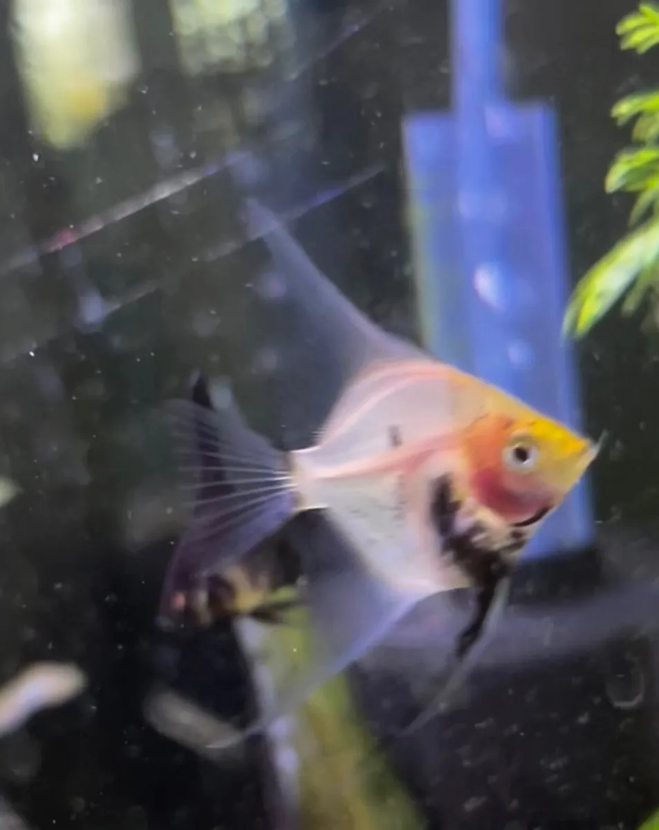 Angelfish - Image 3
