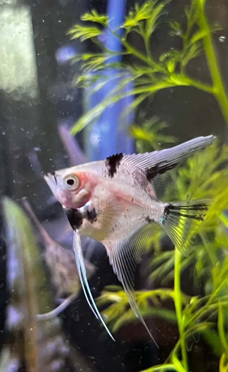 Angelfish - Image 4