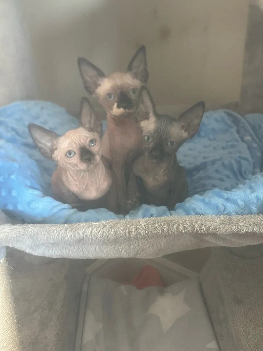 Sphinx kittens - Image 1