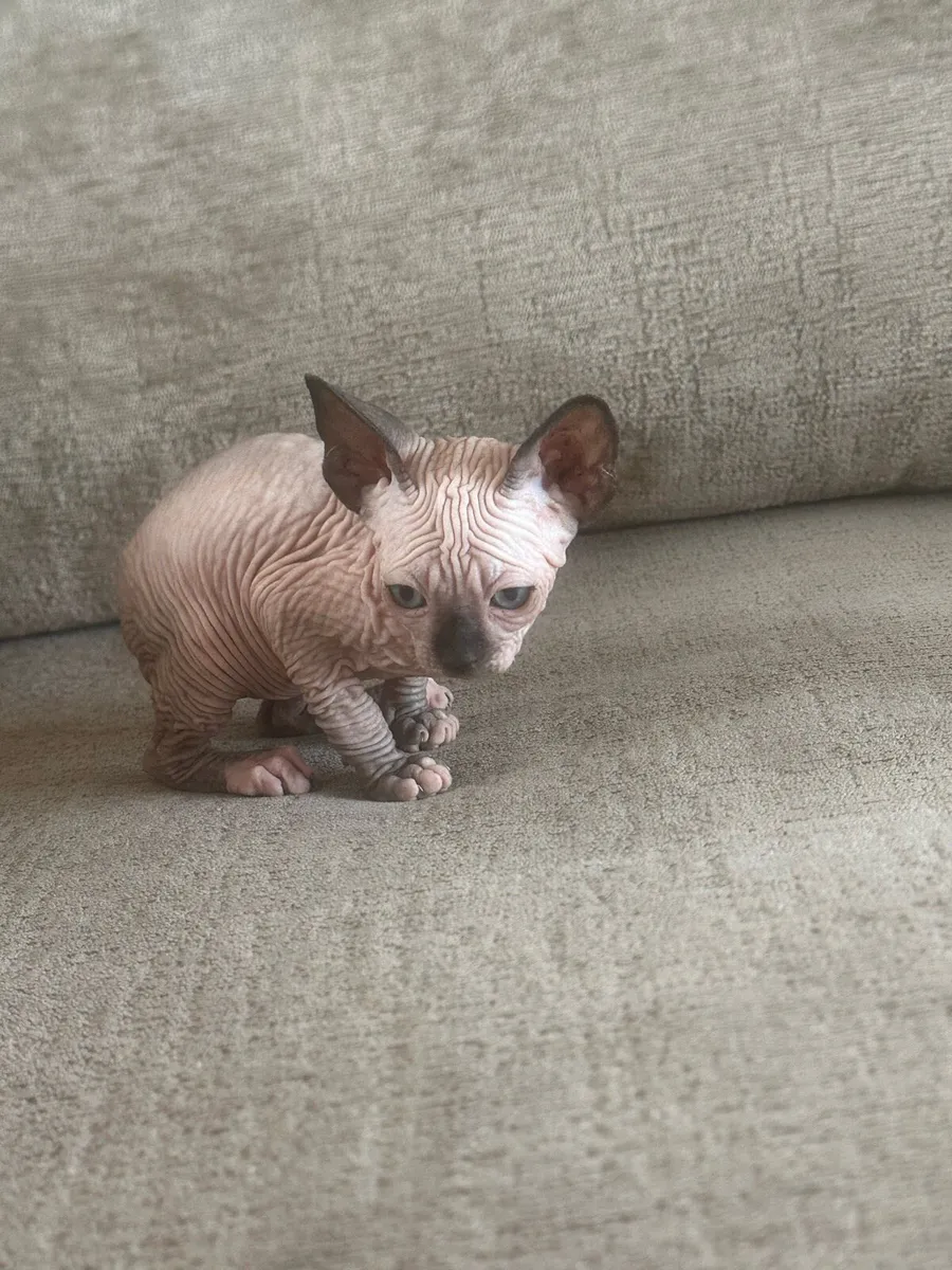Sphinx kittens - Image 2