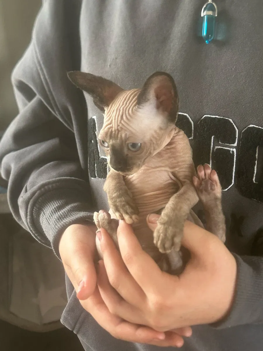 Sphinx kittens - Image 3