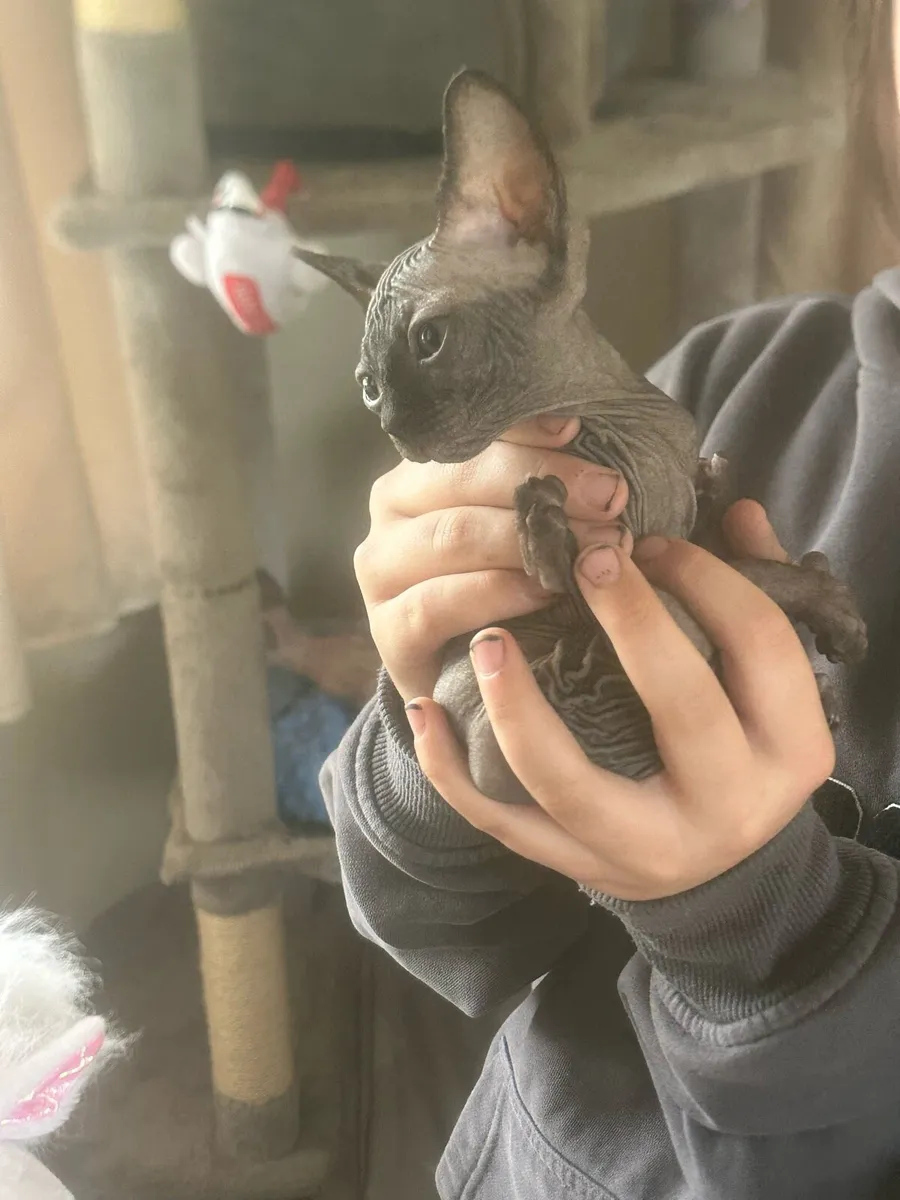 Sphinx kittens - Image 4